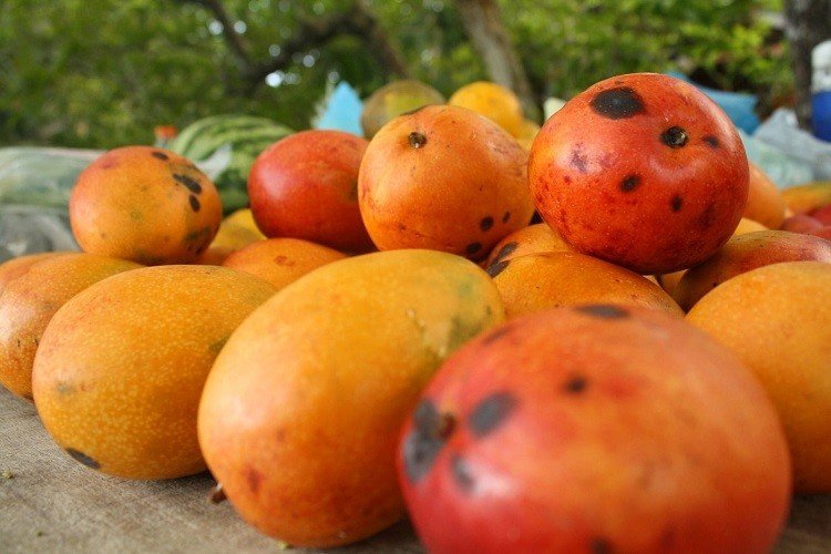 Mangos of Cuba