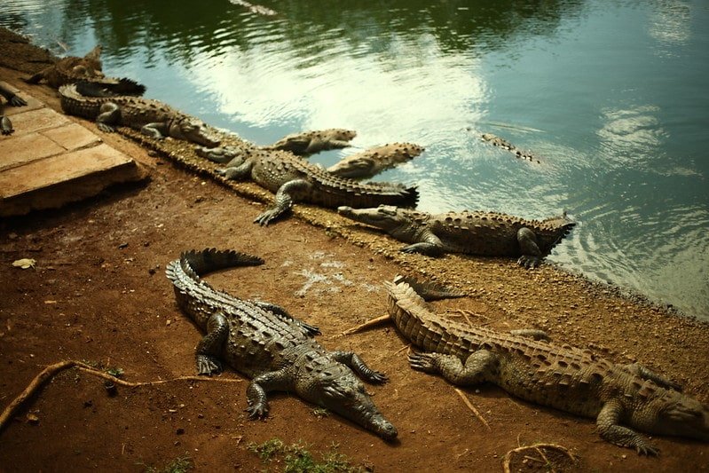 Cocodrilos Cubanos en Cienega de Zapata-min