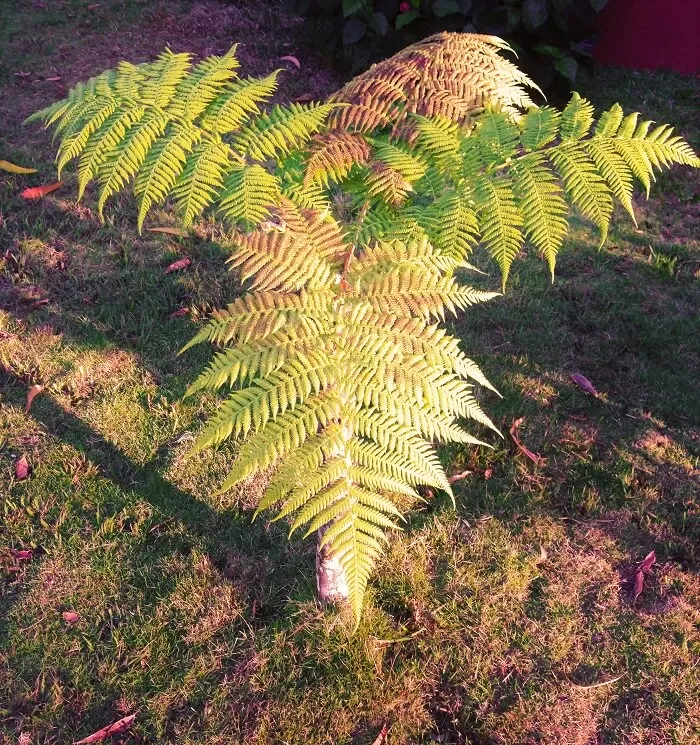 cuban vegetation in topes de collantes